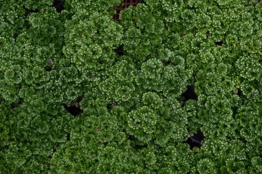Güzellik, doğa arka planı için bitki deseni bırakır.