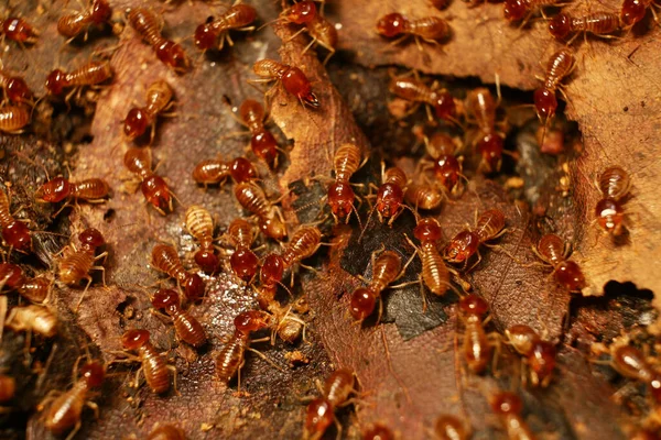 Termites Walking Nature Background — Stock Photo, Image