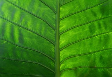 Doğa arka planı için yeşil yapraklar.