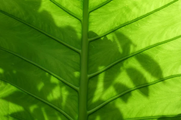 Gröna Blad För Naturen Bakgrund — Stockfoto