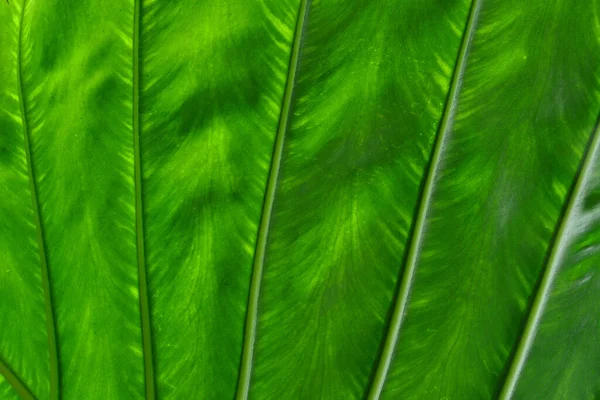 Zielone Liście Tle Natury — Zdjęcie stockowe