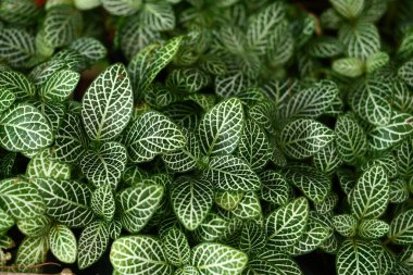 Doğanın Arkaplanı İçin Yapraklar.