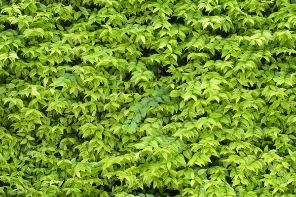 Leaves Pattern Nature Background — Stock Photo, Image