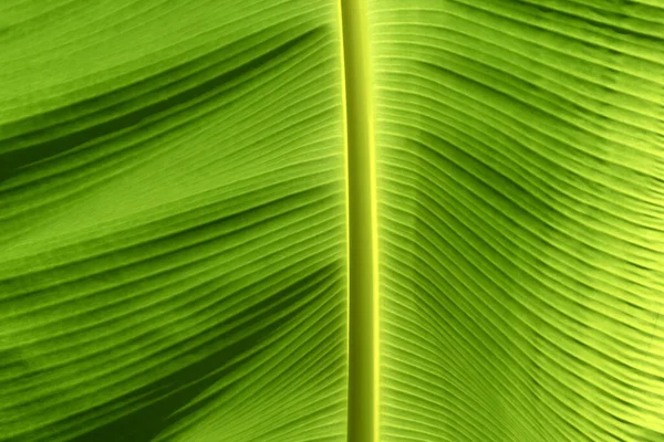 Fresh Green Banana Leaves Nature Background — Stock Photo, Image