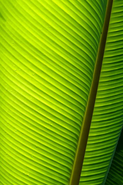 Hojas Plátano Verde Fresco Para Fondo Naturaleza — Foto de Stock