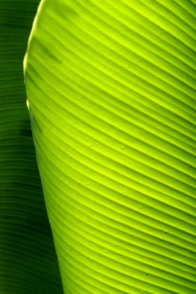 Свіже Зелене Листя Банана Фону Природи — стокове фото