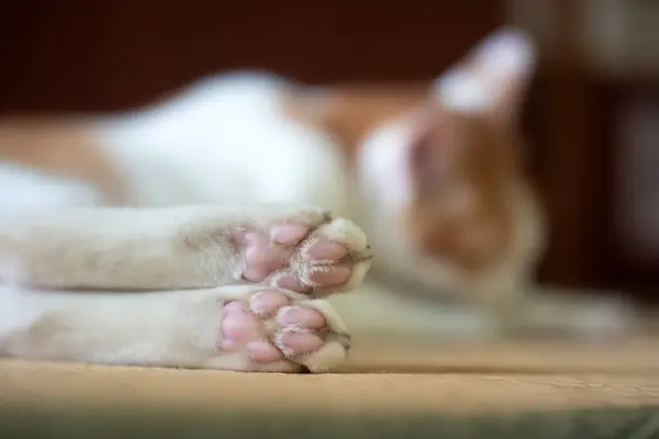 Cat Foot Pink Paw Nature Background — Stock Photo, Image