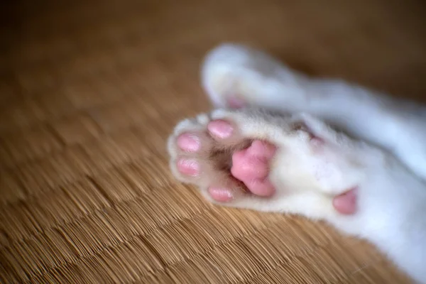 以粉红爪子为背景的猫脚 — 图库照片
