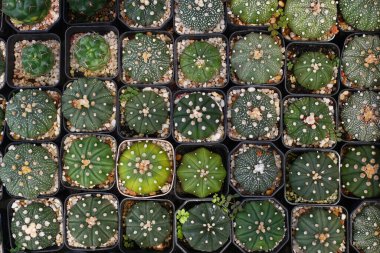 Kaktüs ya da doğa için sulu bitkiler.