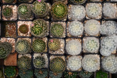 Kaktüs ya da doğa için sulu bitkiler.