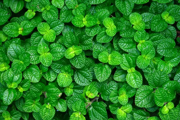 自然の背景のための美しい葉の植物のパターン — ストック写真