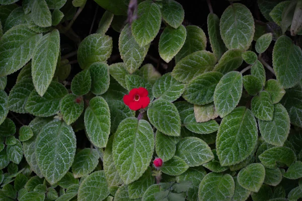 Episia Red Flowers Nature Background — Stock Photo, Image