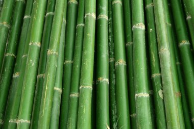 Doğa arkaplanı için bambu bitkisi deseni.