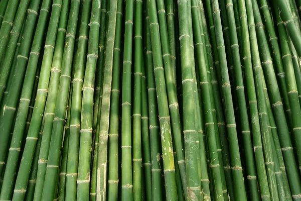 Bamboo plant pattern for nature background.