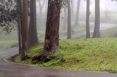 Sisin içinde ormanın içinden geçen yol.