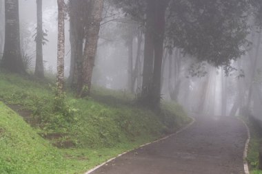 Sisin içinde ormanın içinden geçen yol.