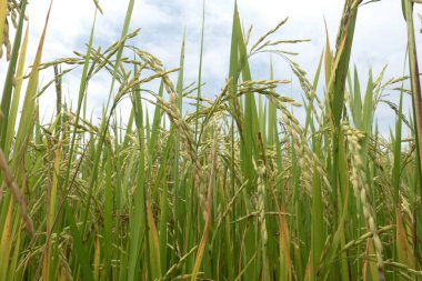 Doğa geçmişi için çeltik tarlasında pirinç filizleri.