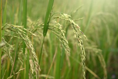 Doğa geçmişi için çeltik tarlasında pirinç filizleri.
