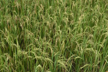 Doğa geçmişi için çeltik tarlasında pirinç filizleri.