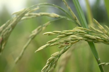 Doğa geçmişi için çeltik tarlasında pirinç filizleri.