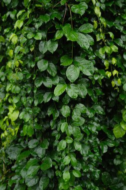 Doğa için yeşil yapraklar arkaplan.