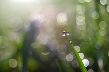 Yaprakların üzerindeki çiğ damlacıklarını kapat doğa arka planında bitki.
