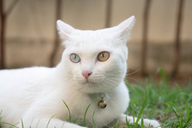 Khao Manee Cat 'in gözlerinde elmas renginde otlaklar var..