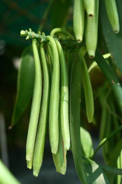 Vanilya kabuğu bitkileri doğa arka planında. 