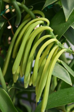 Vanilya kabuğu bitkileri doğa arka planında. 