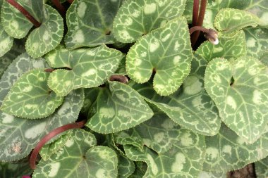 Arka plan için bahçede siklamen çiçeği.