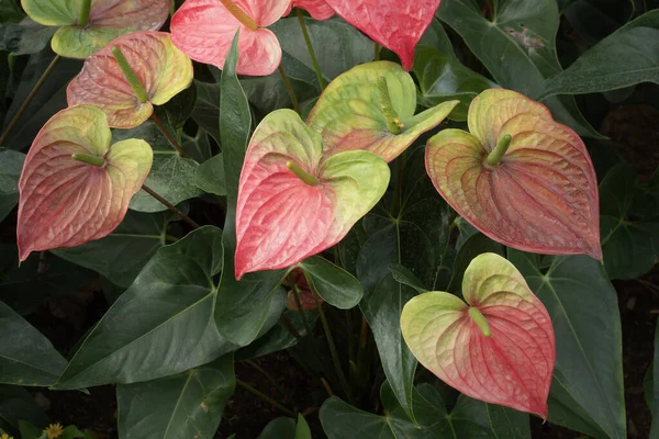 Doğa arka planı için bahçede Anthurium ya da Flamingo çiçeği. 