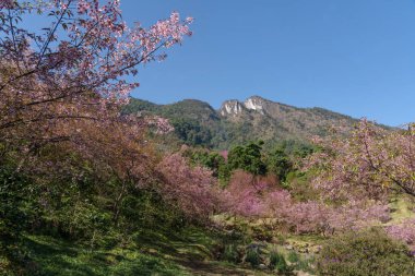 Doi Inthanon Milli Parkı 'nda Sukura Kiraz Çiçeği.