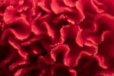 Doğa arkaplanı için çiçekleri kapat.