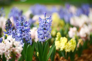 Bahçede çiçek açan yakın plan çiçekler..