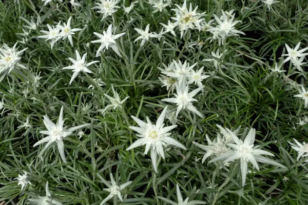 Bahçede çiçek açan yakın plan çiçekler..