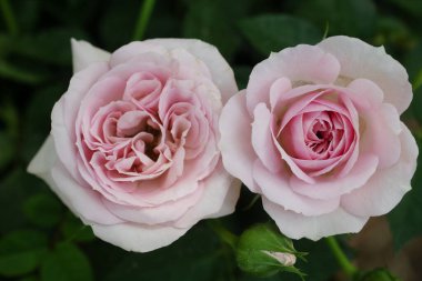 Doğa için yakın plan gül çiçekleri.