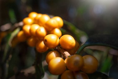 Sarı Bourbon ya da sarı kahve çekirdeği tohumu tohumu tohumu eko organik çiftlikte taze kahve ağacı, sarı olgun meyve tohumu hasadı Arabika kahve bahçesi. 