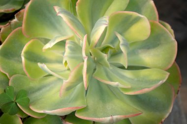 Kaktüs ya da doğa için sulu bitkiler.