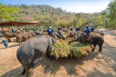 CHIANG MAI THAILAND, 13 Mart 2024: Tayland Filleri Chiang Mai 'deki Tayland Fil Günü münasebetiyle çeşitli sebze ve meyve çeşitlerinin tadını çıkarıyorlar..