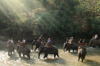 CHIANG MAI, THAILAND - 23 Şubat 2018: Turistler Chiang Mai, Tayland 'da Asya Filleri macera yolculuğunun tadını çıkarıyorlar.