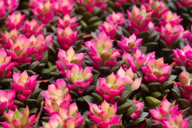 Kaktüs ya da doğa için sulu bitkiler.