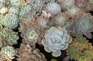 Kaktüs ya da doğa için sulu bitkiler.