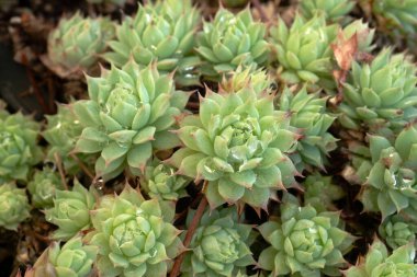 Kaktüs ya da doğa için sulu bitkiler.