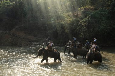 CHIANG MAI, THAILAND - 23 Şubat 2018: Turistler Chiang Mai, Tayland 'da Asya Filleri macera yolculuğunun tadını çıkarıyorlar.