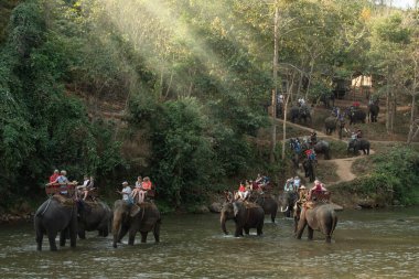 CHIANG MAI, THAILAND - 23 Şubat 2018: Turistler Chiang Mai, Tayland 'da Asya Filleri macera yolculuğunun tadını çıkarıyorlar.