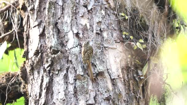 Uccelli Tropicali Hume Treecreeper Thailandia — Video Stock