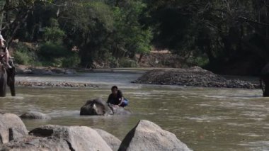 CHIANG MAI, THAILAND - 23 Şubat 2018: Turistler Chiang Mai, Tayland 'da Asya Filleri macera yolculuğunun tadını çıkarıyorlar.