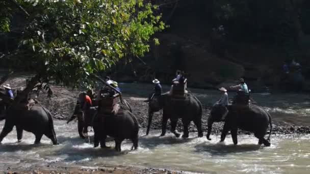 Chiang Mai Thailand Február 2018 Turisták Élvezik Lovaglás Ázsia Elefántok — Stock videók