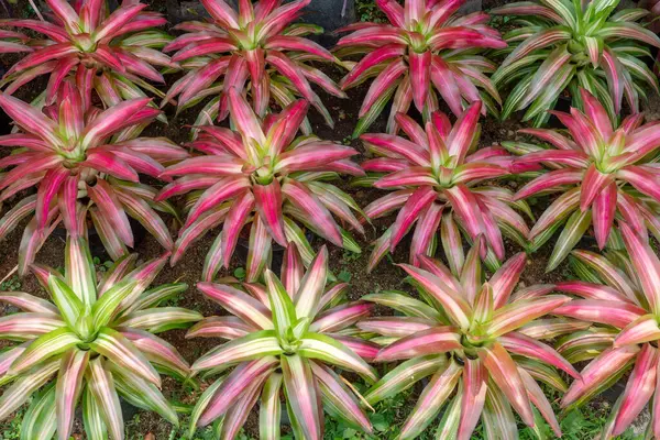 Güzel Bromeliad, doğa arka planı için bitki deseni bırakıyor.