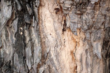 arka plan için ahşap dokusunu kapatın.